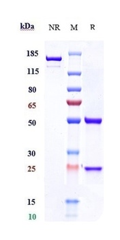 Anti-PRLR / Prolactin Receptor Reference Antibody (rolinsatamab)