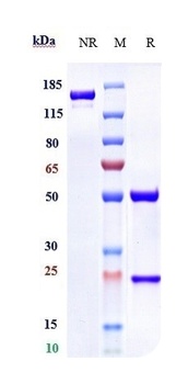 Anti-GPC1 / Glypican-1 Reference Antibody (Minomic patent anti-Glypican 1)