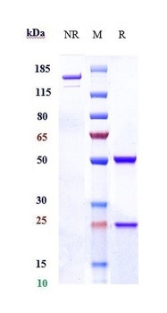 Anti-CD98 Reference Antibody (KHK2898)