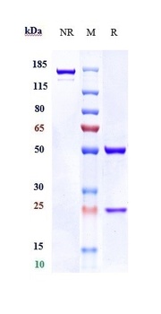Anti-ANO1 / TMEM16A Reference Antibody (Novartis patent anti-TMEM16A )