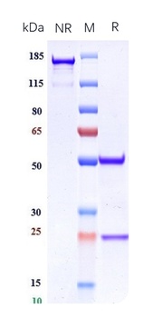 Anti-CXCL4 / PF4 Reference Antibody (U.Penn. patent anti-PF4)