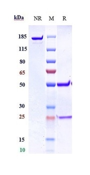 Anti-GREM1 / Gremlin Reference Antibody (Regeneron patent anti-GREM1)