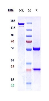 Anti-TPSAB1 Reference Antibody (Genentech patent anti-Tryptase Beta 1)