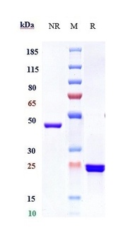Anti-GP6 / Glycoprotein-6 Reference Antibody (glenzocimab)