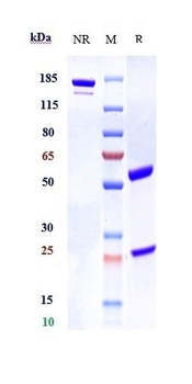 Anti-GFRAL Reference Antibody (NGM120)