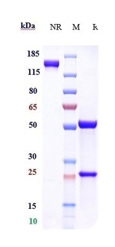 Anti-Clusterin Reference Antibody (AB-16B5)