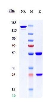 Anti-Complement C2 Reference Antibody (ARGX-117)