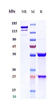 Anti-IL-22Ra Reference Antibody (ARGX-112)
