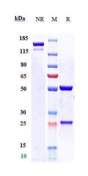 Anti-CALCRL / CGRPR Reference Antibody (erenumab)