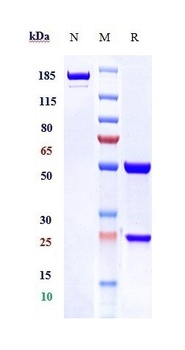 Anti-TNFRSF10A / TRAILR1 / CD261 Reference Antibody ( mapatumumab)