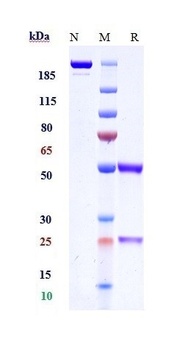 Anti-TLR2 / CD282 Reference Antibody (tomaralimab)