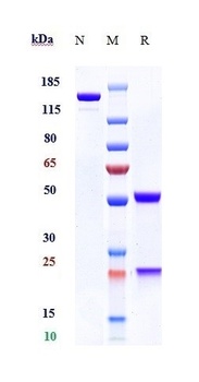Anti-SEMA4D / CD100 Reference Antibody (pepinemab)