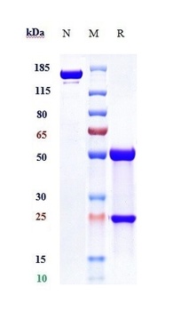 Anti-PVRIG Reference Antibody (COM701)