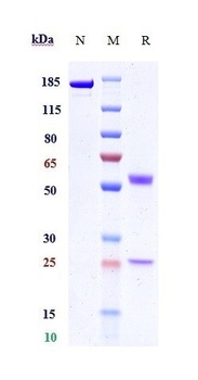 Anti-PVRIG Reference Antibody (GSK4381562)