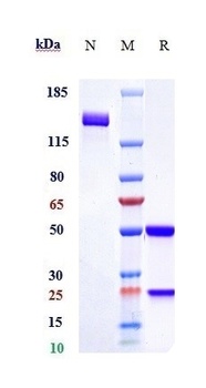 Anti-PLA2G1B Reference Antibody (Diaccurate patent anti-sPLA2-GIB)
