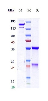 Anti-PGLYRP1 / PGRP-S Reference Antibody (Novo Nordisk patent anti-PGLYRP1)