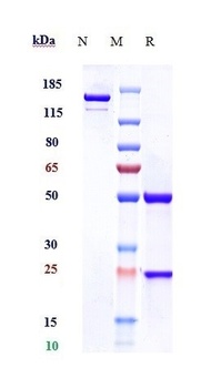 Anti-PDGFC / VEGFE Reference Antibody (Thrombogenics patent anti-PDGF-C)