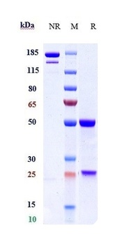 Anti-MASP2 Reference Antibody (narsoplimab)