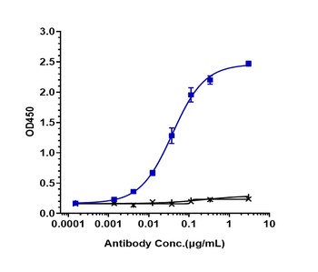 Anti-LOXL2 Reference Antibody (simtuzumab)
