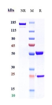 Anti-IL-5Ra/ CD125 Reference Antibody (benralizumab)