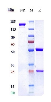 Anti-IL-5 Reference Antibody (mepolizumab)
