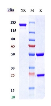 Anti-IL-23a Reference Antibody (tildrakizumab)