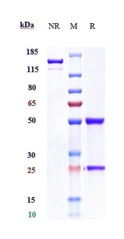 Anti-IL-20Ra Reference Antibody (Cheng Kung U. patent anti-IL-20R1)