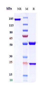 Anti-ICOS / CD278 Reference Antibody (feladilimab)