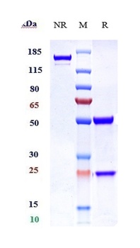 Anti-TNFRSF18 / GITR / CD357 Reference Antibody (ragifilimab)