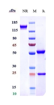 Anti-FGFR4 / CD334 Reference Antibody (U3-1784)