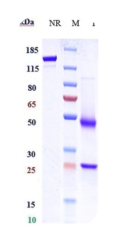 Anti-CXCR5 / CD185 Reference Antibody (SAR113244)