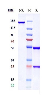 Anti-CXCL9 Reference Antibody (Novimmune patent anti-CXCL9)