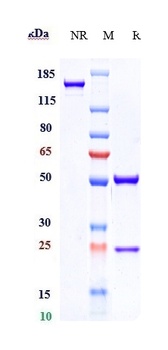 Anti-CXCL10 / IP-10 Reference Antibody (eldelumab)