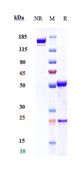 Anti-CD69 Reference Antibody (Genefrontier patent anti-CD69)
