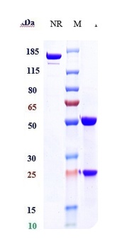 Anti-CD52 Reference Antibody (alemtuzumab)