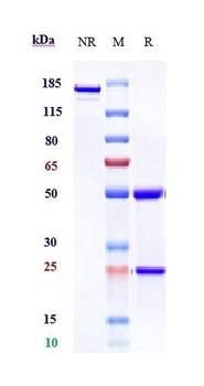 Anti-TNFRSF5 / CD40 Reference Antibody (dacetuzumab)