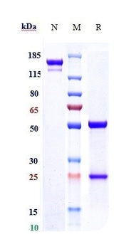 Anti-ENTPD1 / CD39 Reference Antibody (TTX-030)