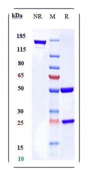 Anti-Bcl-2 Reference Antibody (U.Toronto patent anti-Bax)