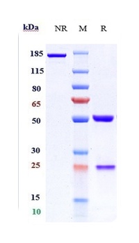 Anti-ANGPTL3 Reference Antibody (evinacumab)