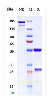 Anti-ALCAM / CD166 Reference Antibody (AT002)