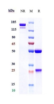 Anti-TNFRSF9 / 4-1BB / CD137 Reference Antibody (utomilumab)