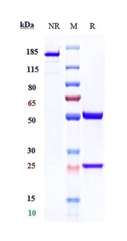 Anti-PSGL1 / CD162 Reference Antibody (neihulizumab)