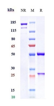 Anti-B7-H1 / PD-L1 / CD274 Reference Antibody (avelumab)