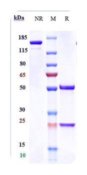 Anti-PDCD1 / PD-1 / CD279 Reference Antibody (camrelizumab)