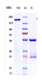 Anti-ERBB2 / HER2 / CD340 Reference Antibody (pertuzumab)