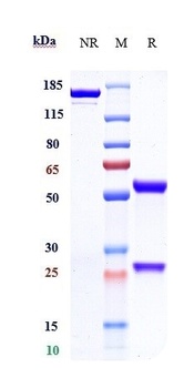 Anti-ERBB1 / EGFR / HER1 Reference Antibody (cetuximab)