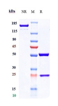 Anti-TNFRSF10B / TRAILR2 / CD262 Reference Antibody (conatumumab)