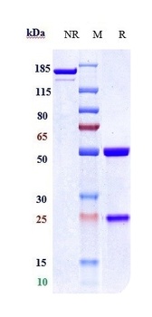 Anti-TSPAN26 / CD37 Reference Antibody (naratuximab)