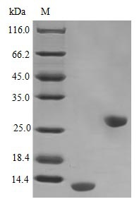 Human IL5 protein (Active)