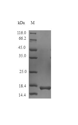 Mouse IL36G protein